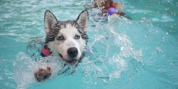 What dogs 2024 cant swim